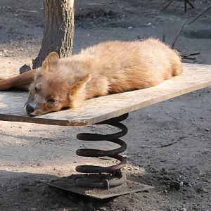 Dhole