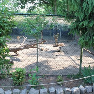 Enclosure Dhole
