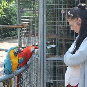 Gold-and-blue Macaw and Scarlet macaw