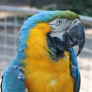 Gold-and-blue Macaw