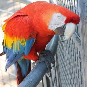 Scarlet Macaw