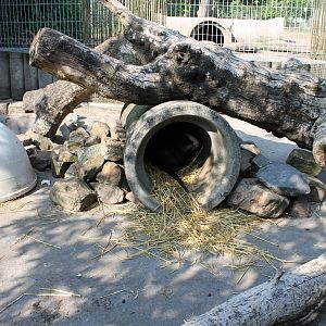Coypu-enclosure
