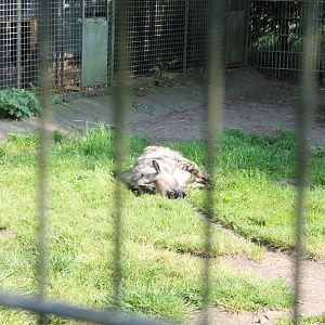 Striped Hyena