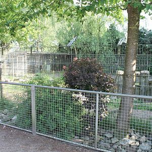 Striped hyena-enclosure