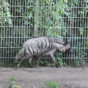 Striped hyena