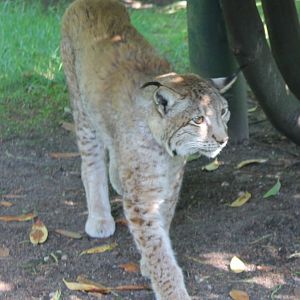European lynx