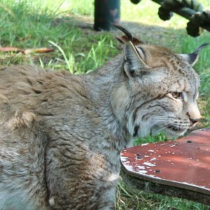 European lynx