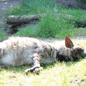 Striped hyena