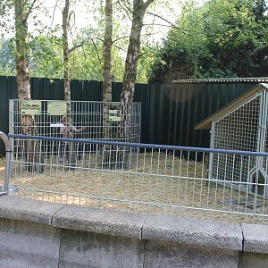 Rabbit enclosure