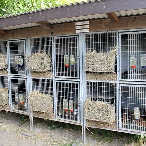 Guinea-pig cages