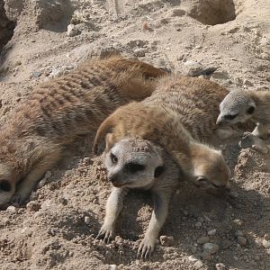 Meerkats