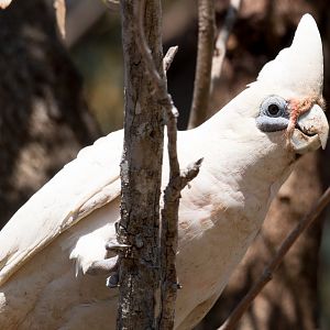 Little Corella