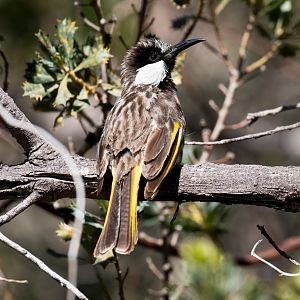 White-cheeked Honeyeater sunning itself