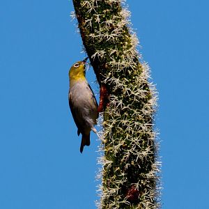 Silvereye feeding on a Grasstree inflorescence