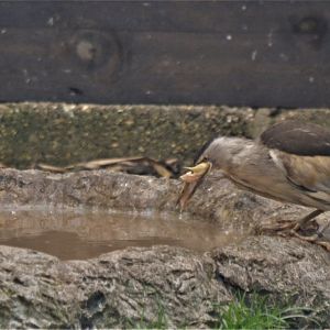 Little Bittern at Hamerton, 19/11/16