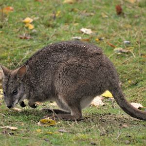 Parma Wallaby at Hamerton, 19/11/16