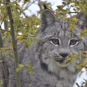Canadian Lynx at Hamerton, 19/11/16