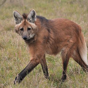 Maned Wolf at Hamerton, 19/11/16