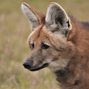 Maned Wolf at Hamerton, 19/11/16