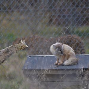 Small Carnivore, Large Carnivore at Hamerton, 19/11/16