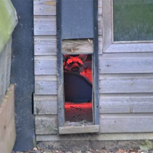 Southern Aardwolf at Hamerton, 19/11/16