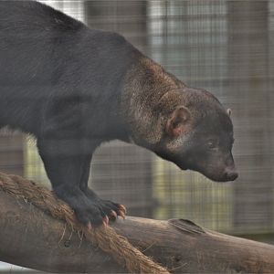 Tayra at Hamerton, 19/11/16