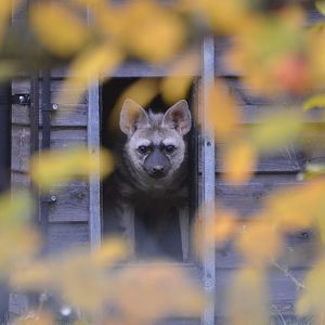 Eastern Aardwolf at Hamerton, 19/11/16