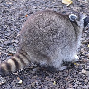 Northern Raccoon at Hamerton, 19/11/16