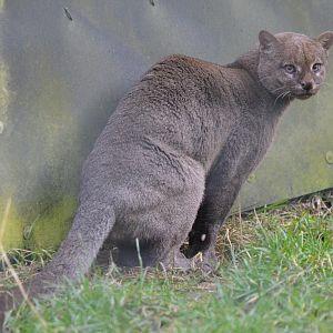 Jaguarundi at Hamerton, 19/11/16