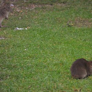 Long-nosed Potoroo and Swamp (Greater) Cavy at Hamerton, 19/11/16
