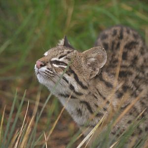 Oncilla at Hamerton, 19/11/16
