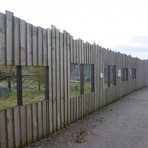 Canadian Lynx Viewing at Hamerton, 19/11/16