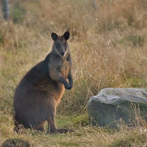 Swamp Wallaby at Hamerton, 19/11/16