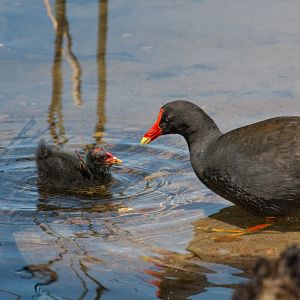 Dusky Moorhen and chick