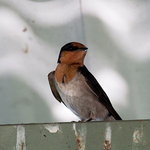 Welcome Swallow