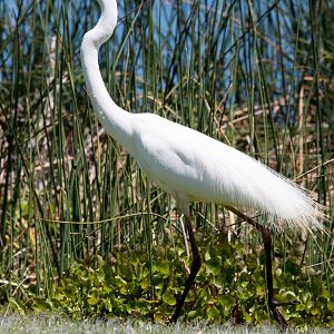 Great Egret