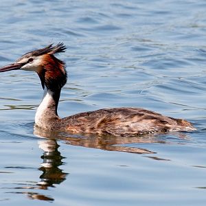 Great Crested Grebe