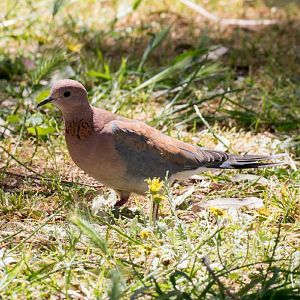 Laughing Dove