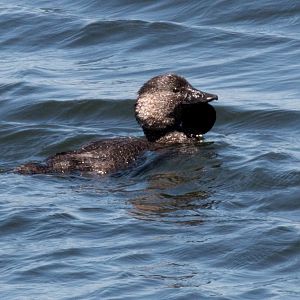 Musk Duck