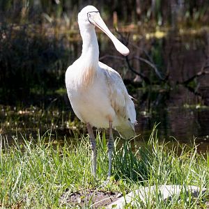 Yellow-billed Spoonbill