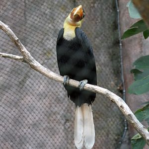 Wrinkled hornbill male