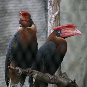 Rufous hornbill pair