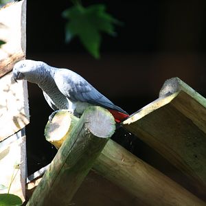 African grey parrot