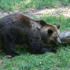 Eurasian brown bear