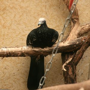 Blue-throated piping guan