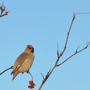 Bohemian Waxwing, Chesterfield 19/11/16