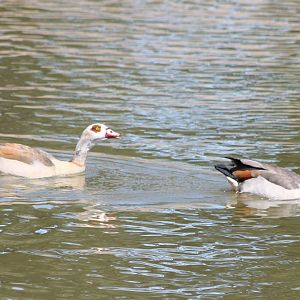 Egyptian geese