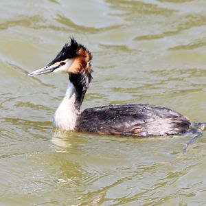 Great crested grebe