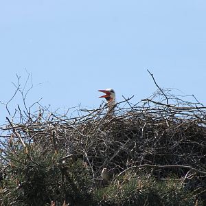 Stork And Sparrow