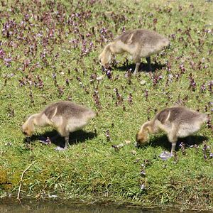 Canada geese gooslings